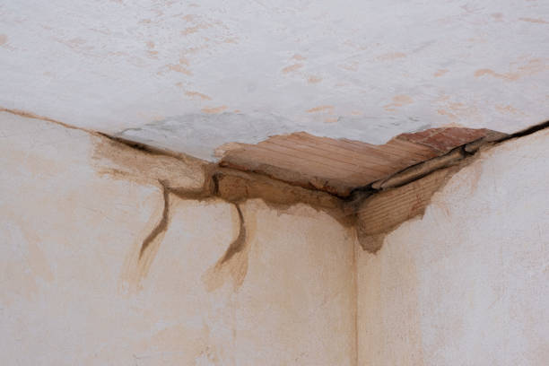 Best Mold removal after water damage  in Edgewood, KY